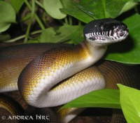 Der Wei�lippernpython, Leiopython albertisii, ist ein sehr interessanter Pflegling