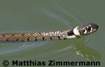 Eine Ringelnatter beim Schwimmen