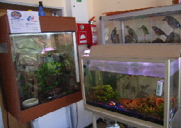 Kornnatter und Fische in der Schule