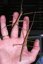 Indische Stabschrecken auf der Hand