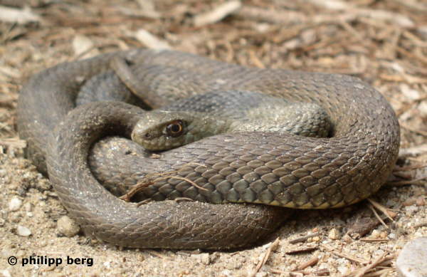Europ&auml;ische Eidechsennatter - Malpolon monspessulanus, Ile du Levant (S&uuml;dfrankreich)