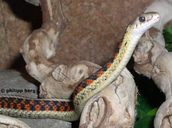T. sirtalis parietalis