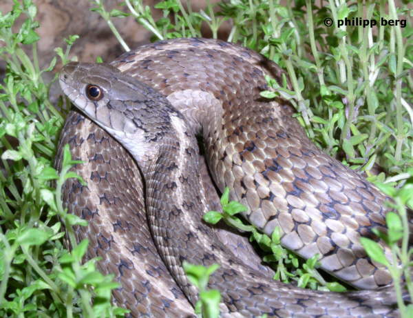 T. e. vagrans