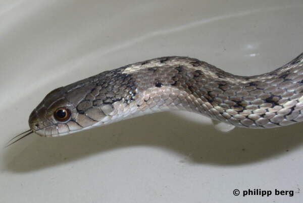 T. elegans vagrans
