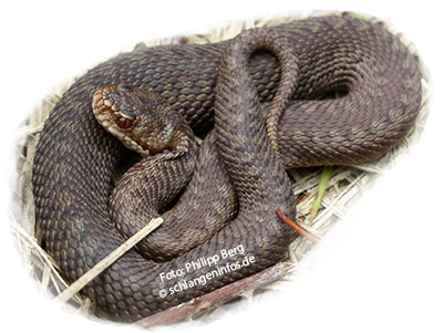 Schlangen brauen schwarz 30 cm länge 