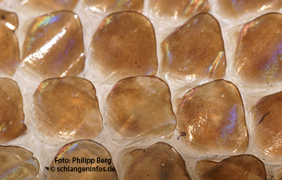 Detailaufnahme eines Natternhemdes