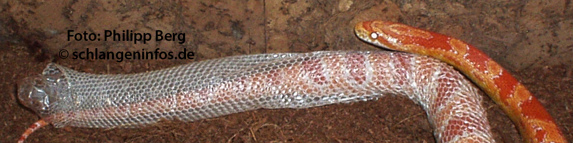 Eine Kornnatter h&auml;utet sich!