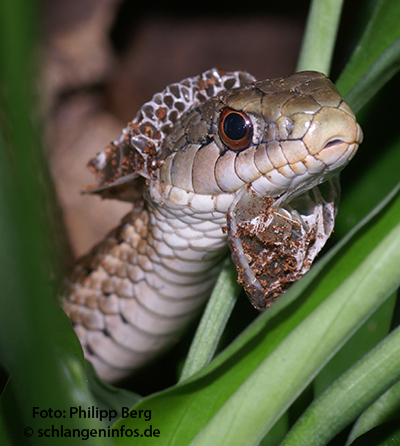 Die Haut wird vom Kopf her abgestreift