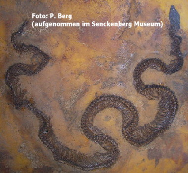 Fossiler Paeleopython aus der Grube Messel (im Senckenberg Museum)