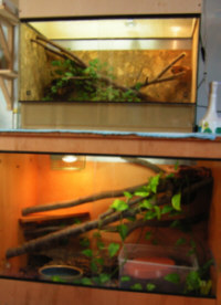 Terrarien f&uuml;r die Haltung von Kornnattern