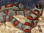 Lampropeltis mexicana greeri, Durango K&ouml;nigsnatter