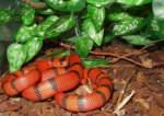 Lampropeltis triangulum hondurensis, Honduras K&ouml;nigsnatter