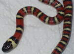 Lampropeltis zonata pulchra, San Diego-Bergk&ouml;nigsnatter