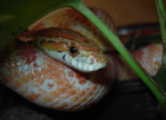Kornnatter - Pantherophis guttaus