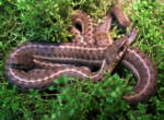 P&auml;rchen Thamnophis elegans vagrans