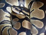 Der Königspython Python regius