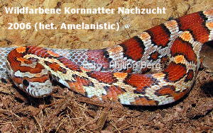 Wildfarbene Kornnatternachzucht von 2006, heterozygot f&uuml;r Amelanistic