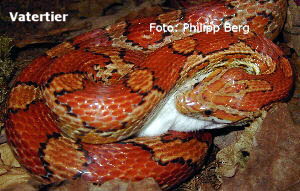 Vatertier der Wildfarbenen (het. Amelanistic)