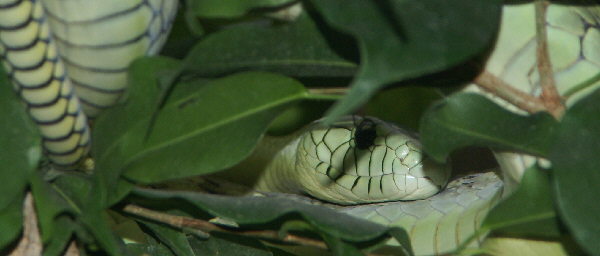 Gut getarnt: eine gr&uuml;ne Mamba im Ge&auml;st (Frankfurter Zoo)
