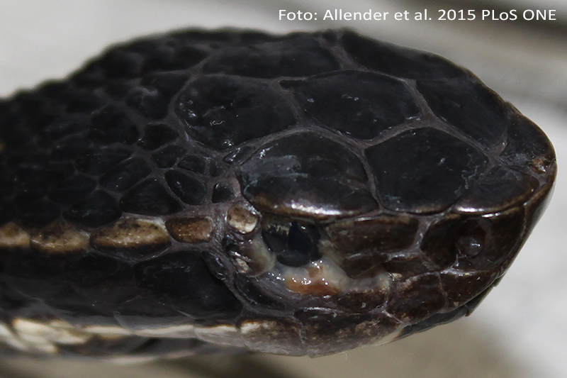 Der Pilz Ophidiomyces ophiodiicola kann Ekrankungen der Haut bei Schlangen ausl�sen.