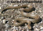Eine Schlingnatter Coronella austriaca