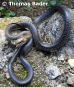 Die Äskulapnatter (Zamenis longissimus, ehemals Elaphe longissima)