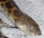 Die Sandboa Gongylophis muelleri