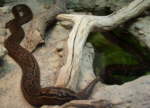 Schlangen von der Gröe dieser Felsenpythons (Python sebae, Frankfurter Zoo) können von Privatpersonen selten artgerecht untergebracht werden.