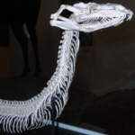 Das Skelett eines Netzpythons