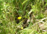 Eine gro�e Eidechsennatter liegt versteckt im Gras