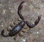 Euscorpius flavicaudis