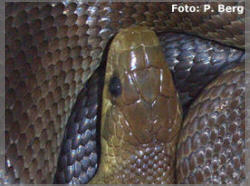 Unsere heimische &Auml;skulapnatter Zamenis longissimus (fr�her Elaphe longissima)