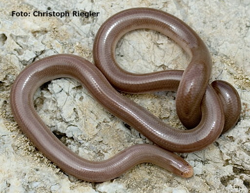 Das europäische Blödauge Typhlops vermicularis